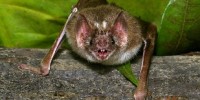 image: How Vampire Bats Find Veins