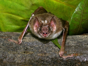 How Vampire Bats Find Veins image: How Vampire Bats Find Veins