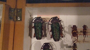 Preserved insects on display