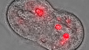 Photomicrograph of ciliate T. pyriformis during cell division with accumulated quantum dots appearing red. The cells used in Yang's study were mouse fibroblasts.