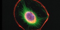 image: Cells from Stem Cells Still Immature