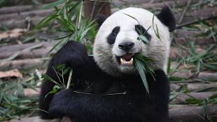 The Promise of Panda Poop image: The Promise of Panda Poop