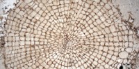 image: Oldest Known Wood