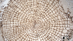 Oldest Known Wood image: Oldest Known Wood