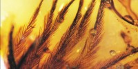 Early Bird Plumage image: Early Bird Plumage