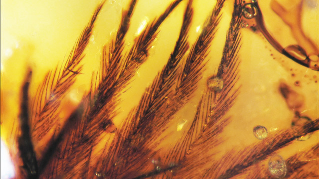 Researchers were surprised by the complexity of feather structures already present during the Late Cretaceous period (100-65 million years ago), such as this amber-encased specimen consisting of 16 clumped feather barbs.[Image © Science/AAA