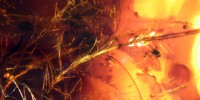 An isolated barb from a vaned feather, trapped within a tangled mass of spider’s web in Late  Cretaceous Canadian amber. Pigment distribution within this feather fragment suggests that the barb may have been gray or black.