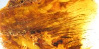 Numerous individual filaments in Late Cretaceous Canadian amber.  These filaments are morphologically similar to the protofeathers that have been found as compression fossils associated with some dinosaur skeletons. Pigment distributions within these  filaments range from translucent (unpigmented) to near-black (heavily pigmented).