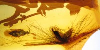 Cross-section through a feather with basally-coiled barbules, accompanied by a microphysid  plant bug. The helical coiling observed within these barbules is most obvious in isolated barbules within the image, and is directly comparable to coils found in  modern bird feathers specialized for water uptake. The high number of coils in the amberentombed feather is suggestive of diving behavior, but similar structures are also used by some modern birds to transport water to the nest.