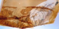 Series of six feather barbs in Late Cretaceous Canadian amber.  Localized pigmentation creates a beaded appearance within each barbule: This has implications for the structural interpretation of fossil feathers exhibiting this general morphology. Pigment  distribution within the specimen suggests that the feather would have originally been medium- or dark-brown in color. 