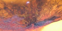 Photomicrograph of coiled barbules in Late Cretaceous Canadian amber. The cork-screw shaped structures in the image are the tightly coiled bases of feather barbules, and these are interrupted towards the bottom of the image, where they exit the amber piece.