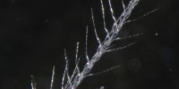 An isolated barb from a white belly feather of a modern grebe (Aechmophorus occidentalis), illustrating coiled barbule bases comparable to those in the Cretaceous specimen. In both cases, the coiling is a structural adaptation that allows the feather to absorb water.