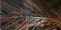 A feather barb within Late Cretaceous Canadian amber that shows some indication of original coloration. The oblong brown masses within the dark-field photomicrograph are concentrated regions of pigmentation within the barbules. In this specimen, the overall feather color appears to have been medium- or  dark-brown.