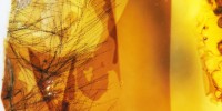 Six pigmented feather barbs in Canadian Late Cretaceous amber