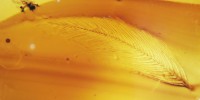 Isolated, unpigmented feather barb and a mite syninclusion in Canadian Late  Cretaceous amber