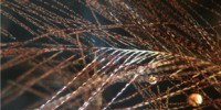 image: Ruffling Dinosaur Feathers