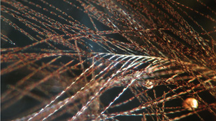 Ruffling Dinosaur Feathers image: Ruffling Dinosaur Feathers