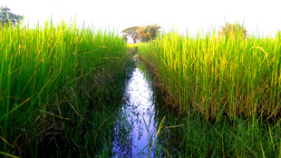 Plant RNAs Found in Mammals image: Plant RNAs Found in Mammals