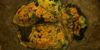 image: Beetles Stay True to Their Colors