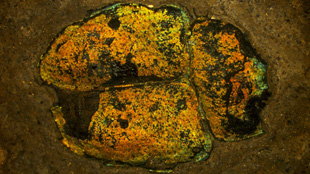 Beetles Stay True to Their Colors image: Beetles Stay True to Their Colors