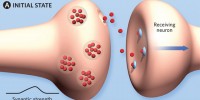 image: Molecular Learning
