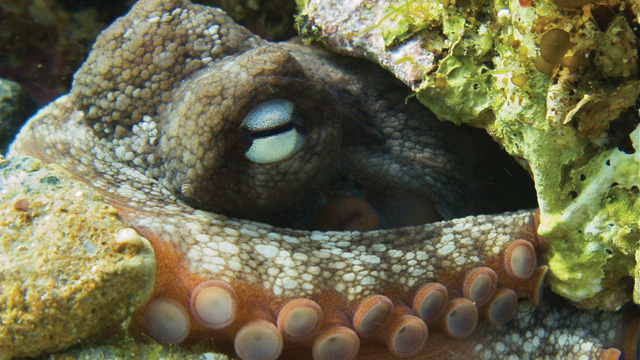 Octophilosophy image: Octophilosophy