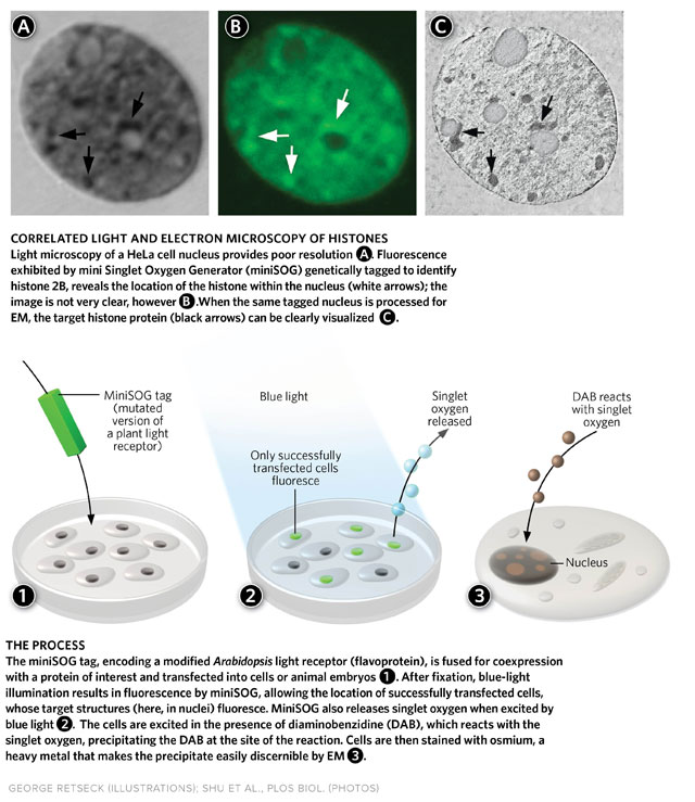 Deep Tissue Treatment  The Scientist Magazine®