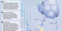The Cytokine Cycle image: The Cytokine Cycle