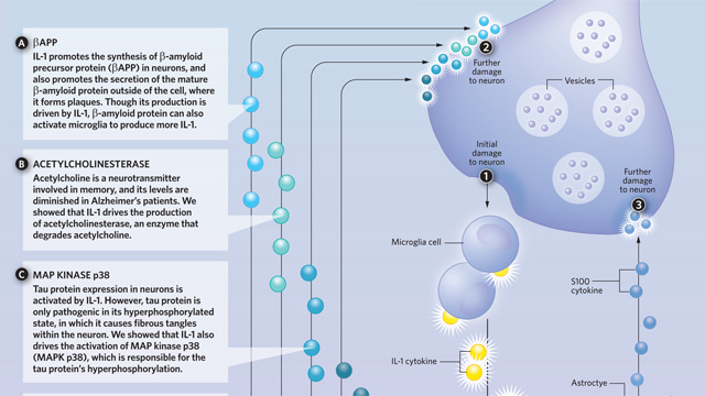 The Cytokine Cycle image: The Cytokine Cycle