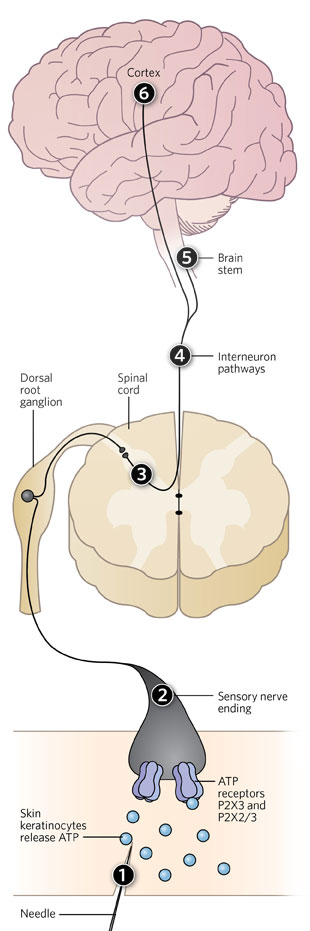 ACUPUNCTURE AND PURINERGIC SIGNALING Insertion and twisting of the needles employed in acupuncture mechanically deforms the skin, leading to the release of ATP by skin keratinocytes (1). ATP binds to specific receptors located on sensory nerve endings in the skin known as P2X3 and P2X2/3 (2). The signaling message is then relayed via dorsal root ganglia to the spinal cord (3) and subsequently through interneuronal pathways (4) to the brain stem (5) which contains motor neurons that control the functions of gut, lung, heart, arteries and reproductive organs, all major targets for acupuncture. Signals also travel to pain centers in the cortex, delivering a message to inhibit pain (6).