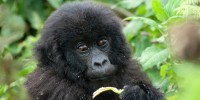 Infant gorilla from the Amahoro family group