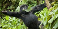 Infant gorilla from the Bwenge family group