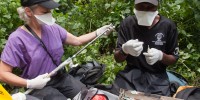 Doctors Jan Ramer and Eddy Kambale prepare an antibiotic dart for a gorilla sick with respitatory disease