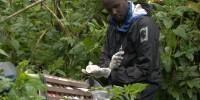 Jean-Felix Kinani working in the field