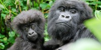 Mother and baby from the Isabukuru family group