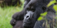 image: Saving Rwanda's Gorillas
