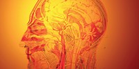 image: Neuroscience