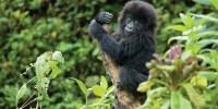 image: Gorilla Warfare