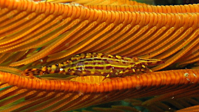 A newly discovered species of shrimp, Hippolyte catagrapha, lies atop a new species of Myzostomid (yellow object beneath the shrimp).