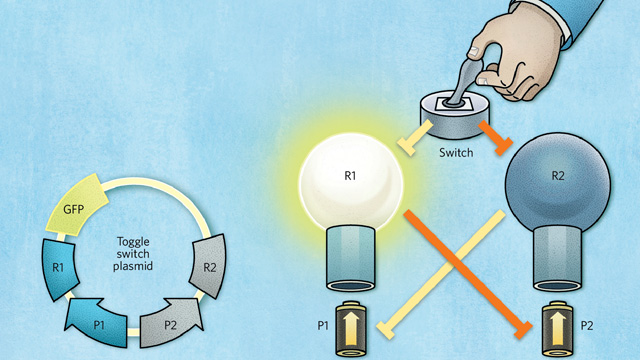 image: Designing Genetic Circuits
