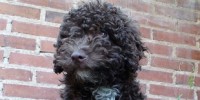 image: Hypoallergenic Dogs Overhyped?
