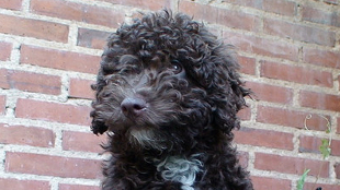 Hypoallergenic Dogs Overhyped? image: Hypoallergenic Dogs Overhyped?