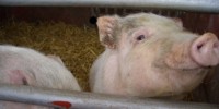 image: FDA Curbs Livestock Antibiotics