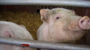 Chinese Miracle Pig Cloned image: Chinese Miracle Pig Cloned