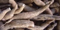 image: Big Boost to African Cassava Project