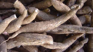 Big Boost to African Cassava Project image: Big Boost to African Cassava Project