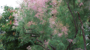 Tamarisk tree