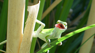 North American green anole lizard (Anolis carolinensis)