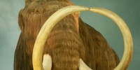 image: Mammoth Blood in the ER?