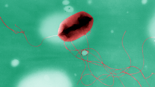 Get Your Gut Sequenced image: Get Your Gut Sequenced